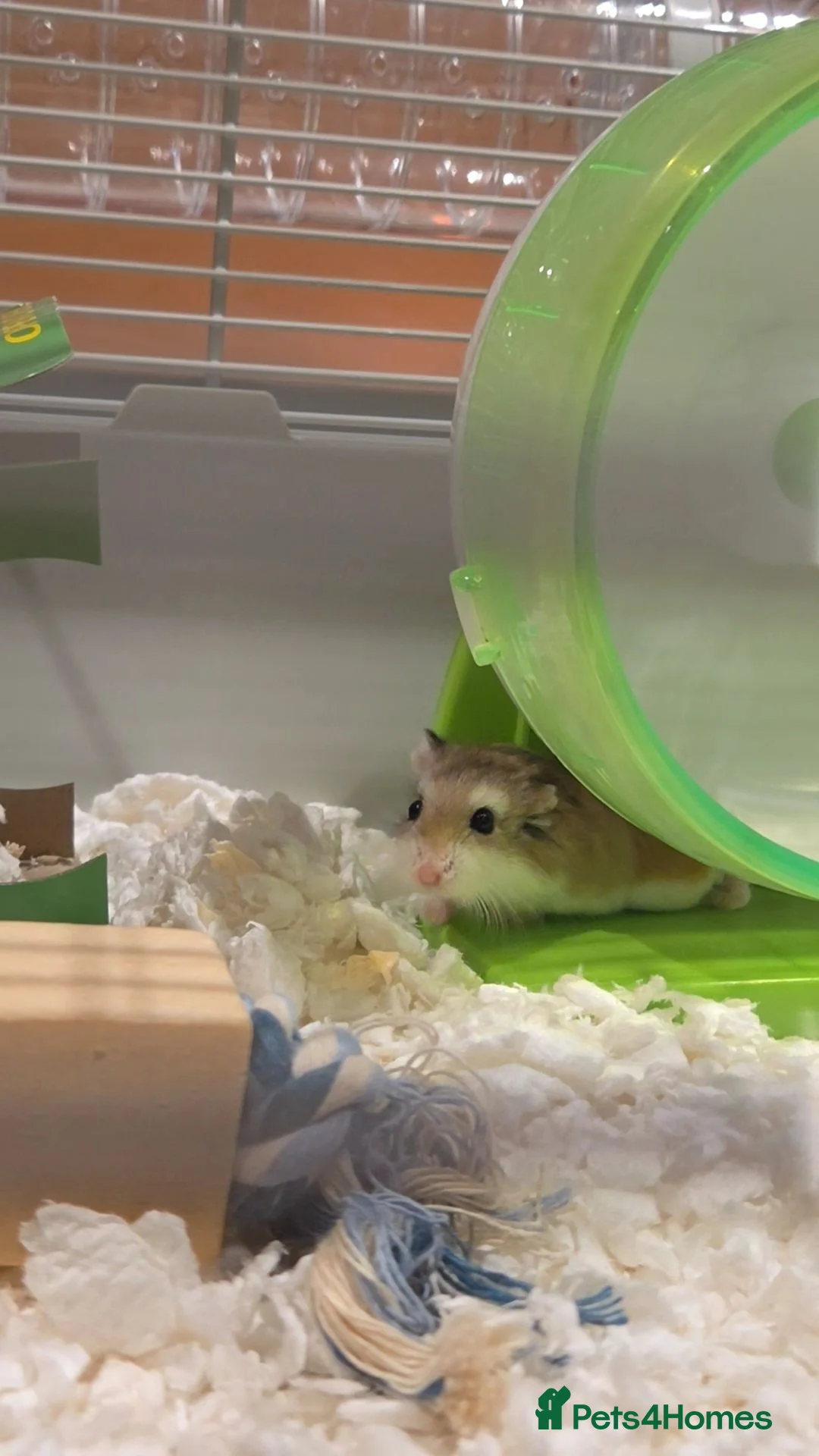 Hamster rodents for sale: Hamster & Full Setup for Sale - Advert 1
