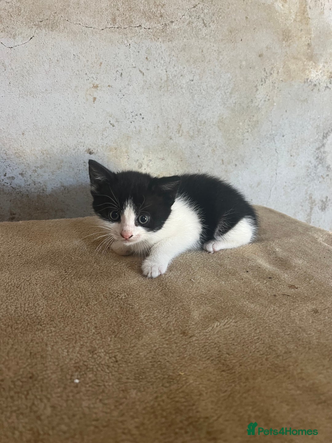 Domestic Shorthair cats for sale: 3 black and white farm kittens - Image 4