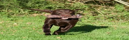 Labrador Retriever dogs for stud: Working chocolate Labrador stud 0/0 hips & elbows - Advert 5