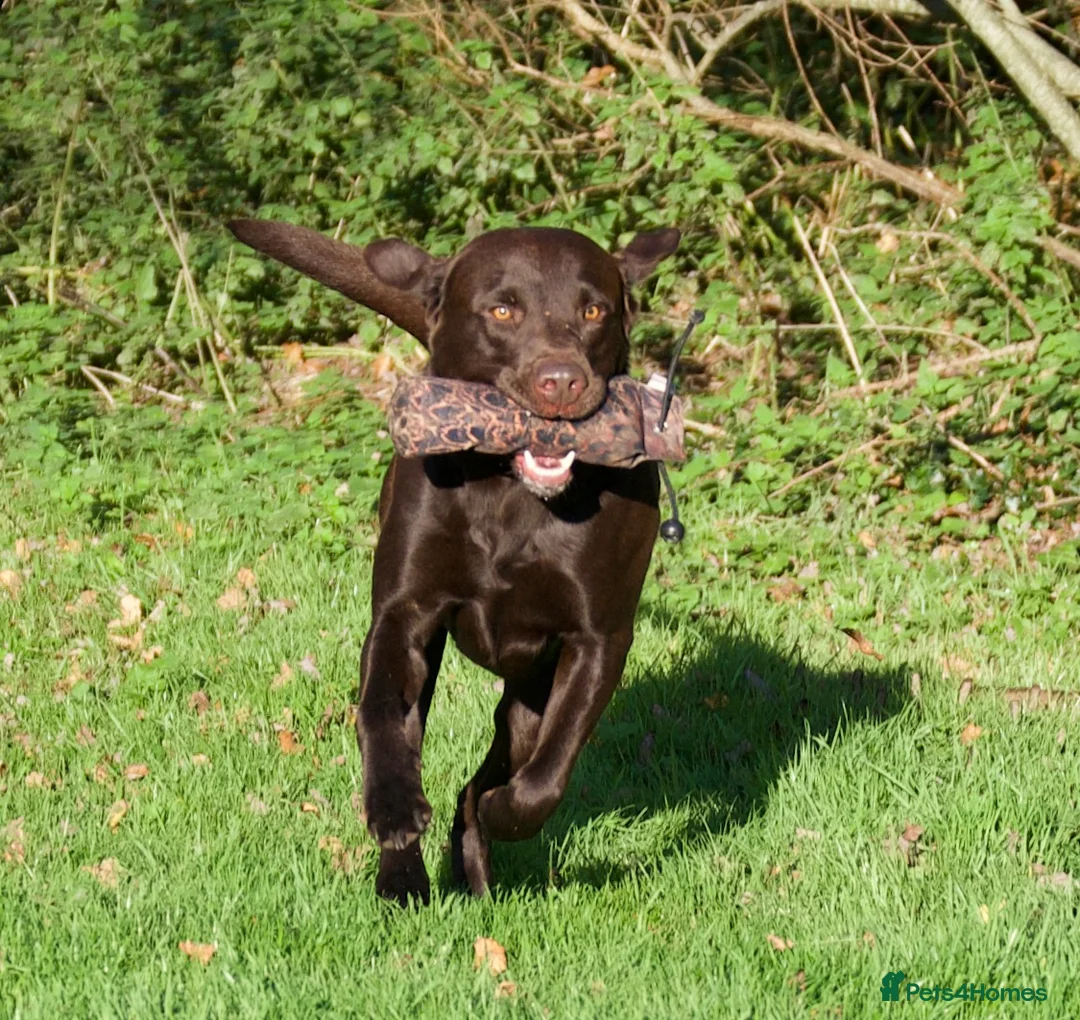 Labrador Retriever dogs for stud: Working chocolate Labrador stud 0/0 hips & elbows - Advert 5