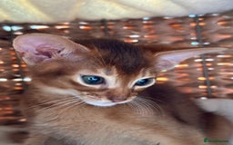 Abyssinian cats for sale: Last 3 kittens left ♥️💙 - Image 17