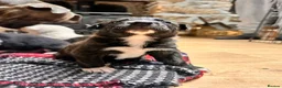 Mixed Breed dogs for sale: Collie x blue brindle American bulldog puppies in Insch - Advert 5