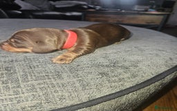 Dachshund dogs for sale: 3/4 Dachsunds  - Image 33