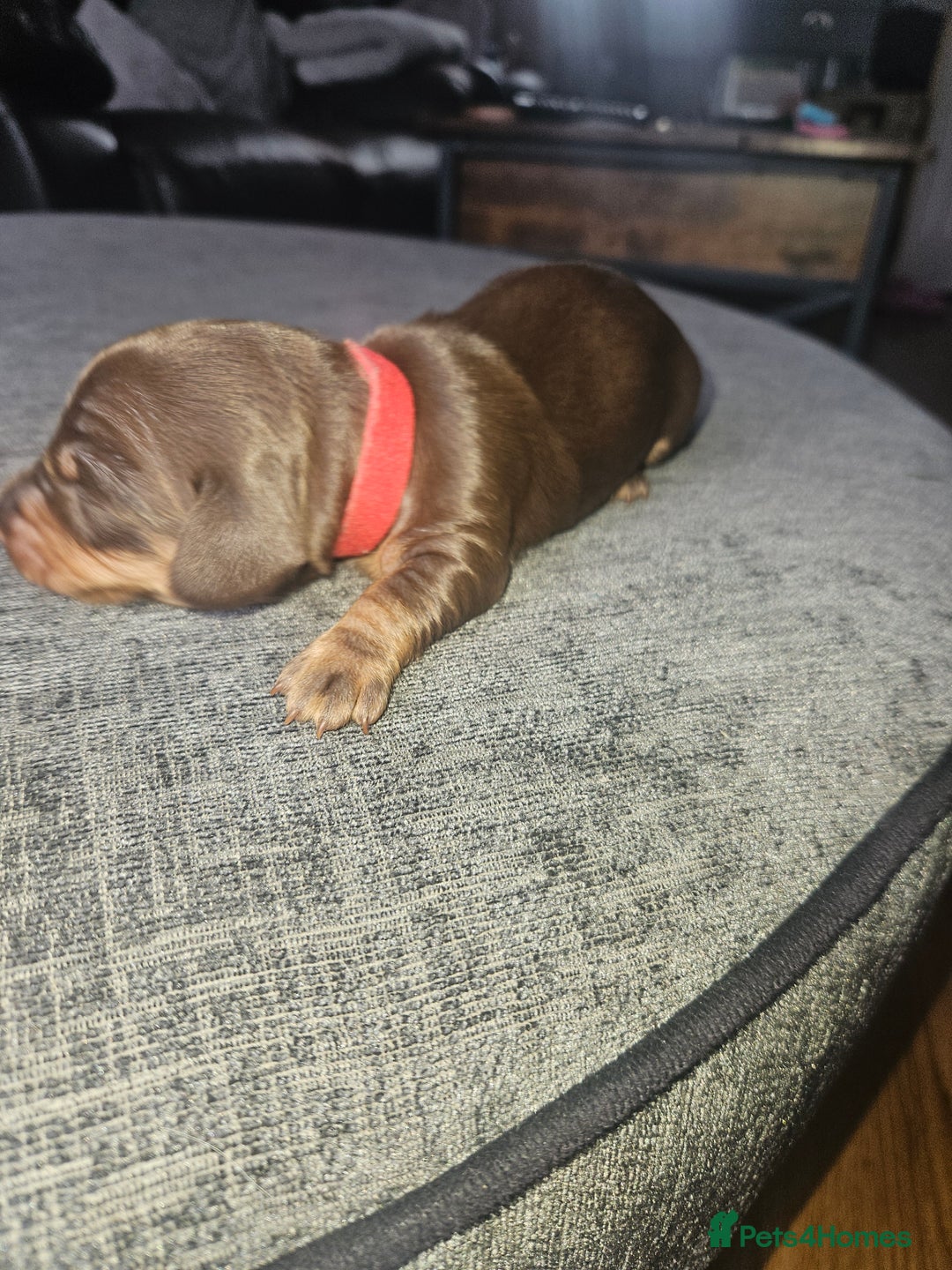 Dachshund dogs for sale: 3/4 Dachsunds  - Image 33