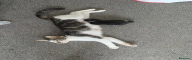 Mixed Breed 3