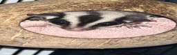 Sugar Glider rodents for sale: 2 female sugar glders in South Ockendon - Advert 31