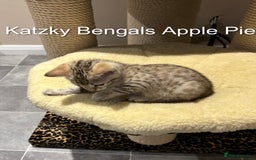 Bengal cats for sale: 😻Tica Best Bengal UK sired Kittens 🏆 🐾 🐱  - Image 31