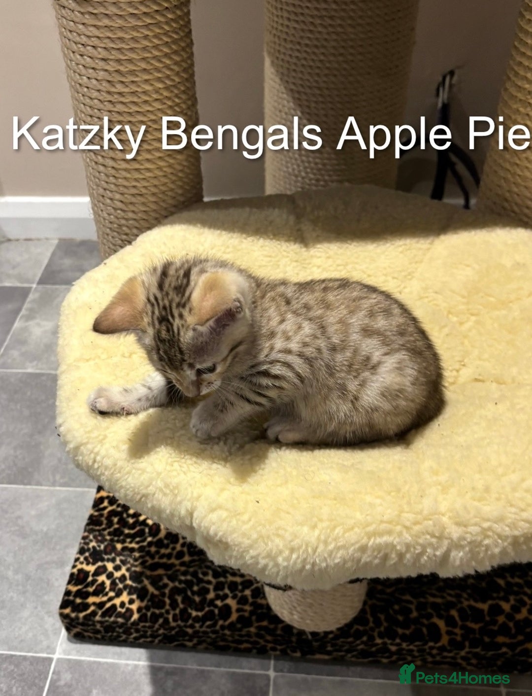 Bengal cats for sale: 😻Tica Best Bengal UK sired Kittens 🏆 🐾 🐱  - Image 31