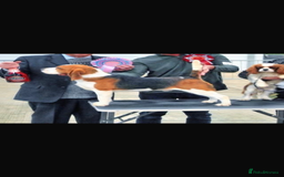 Beagle dogs for sale: KC REGISTERED SHOW TUOE BEAGLE PUPPIES  - Image 5