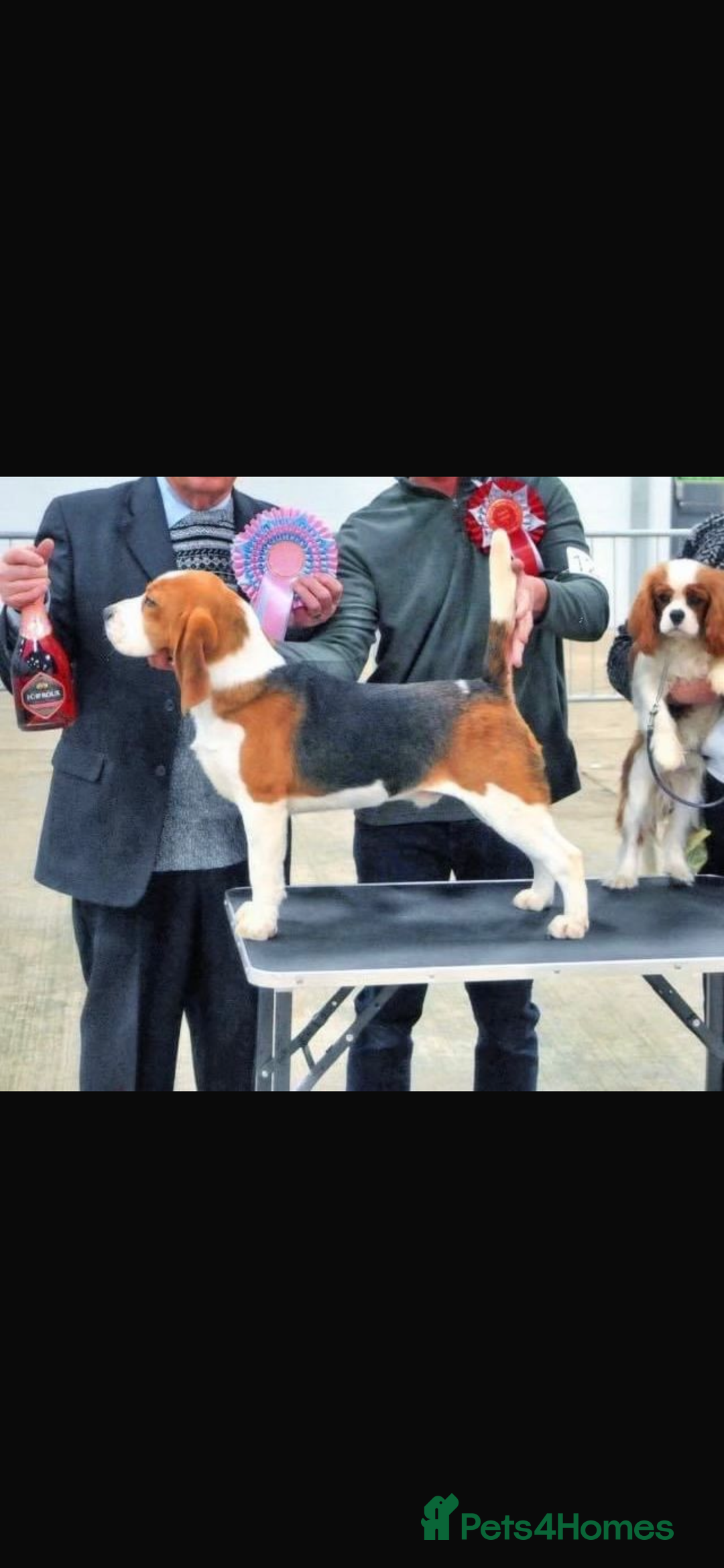 Beagle dogs for sale: KC REGISTERED SHOW TUOE BEAGLE PUPPIES  - Image 5