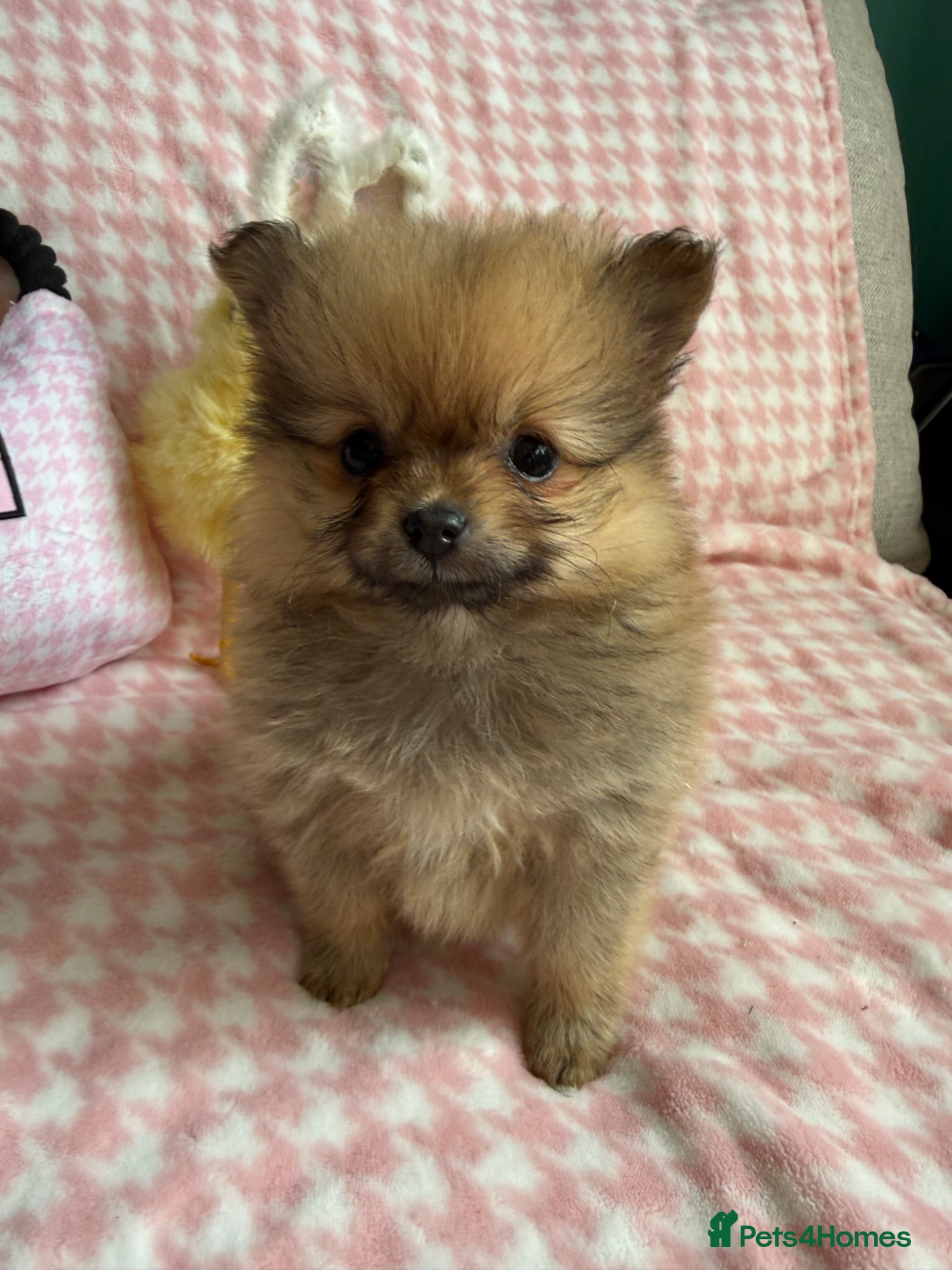 Pomeranian dogs Beautiful quality health checked Pomeranian girls  - Advert 13