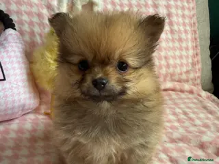 Pomeranian dogs Beautiful quality health checked Pomeranian girls - Advert 13