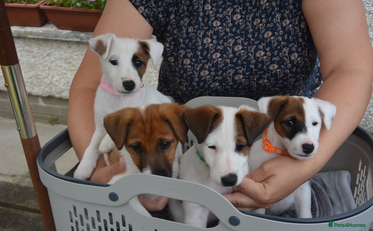 Fox Terrier dogs - Advert 2