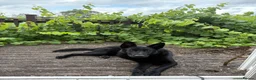 Mixed Breed dogs for sale: 8 Disciples - Advert 2