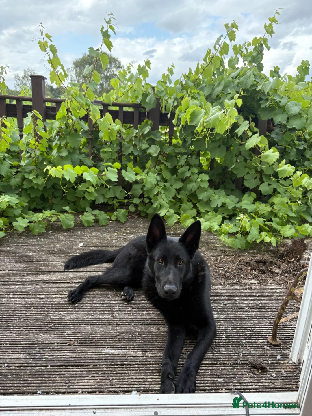 Mixed Breed dogs for sale: 8 Disciples - Advert 2