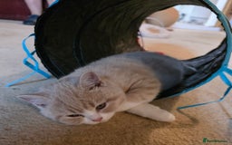 British Shorthair cats for sale: British Shorthairs Stunning Litter - Image 17