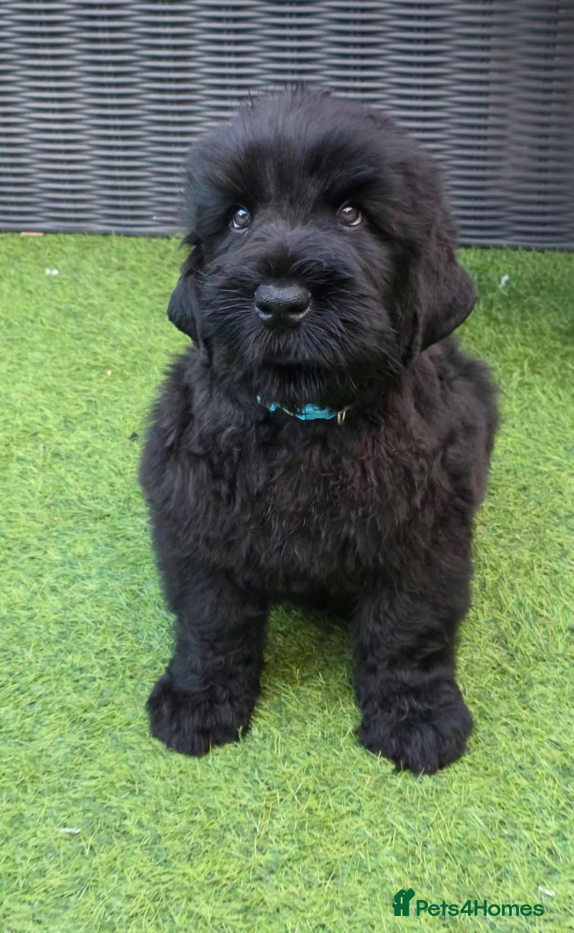 Russian Black Terrier dogs 🐾Russian Black Terrier Puppies | Ready Now🐾 - Advert 3
