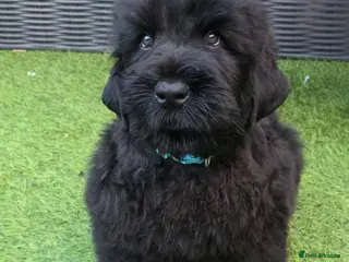 Russian Black Terrier dogs 🐾Russian Black Terrier Puppies | Ready Now🐾 - Advert 3