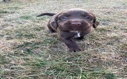 Mixed Breed dogs for sale: Sprockador puppies for sale  - Image 12