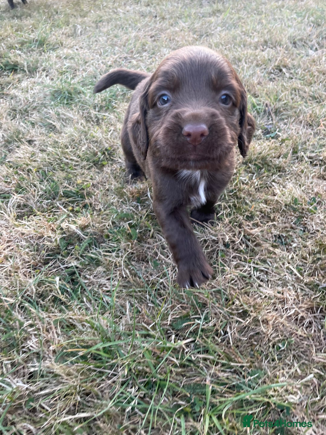 Mixed Breed dogs for sale: Sprockador puppies for sale  - Image 12