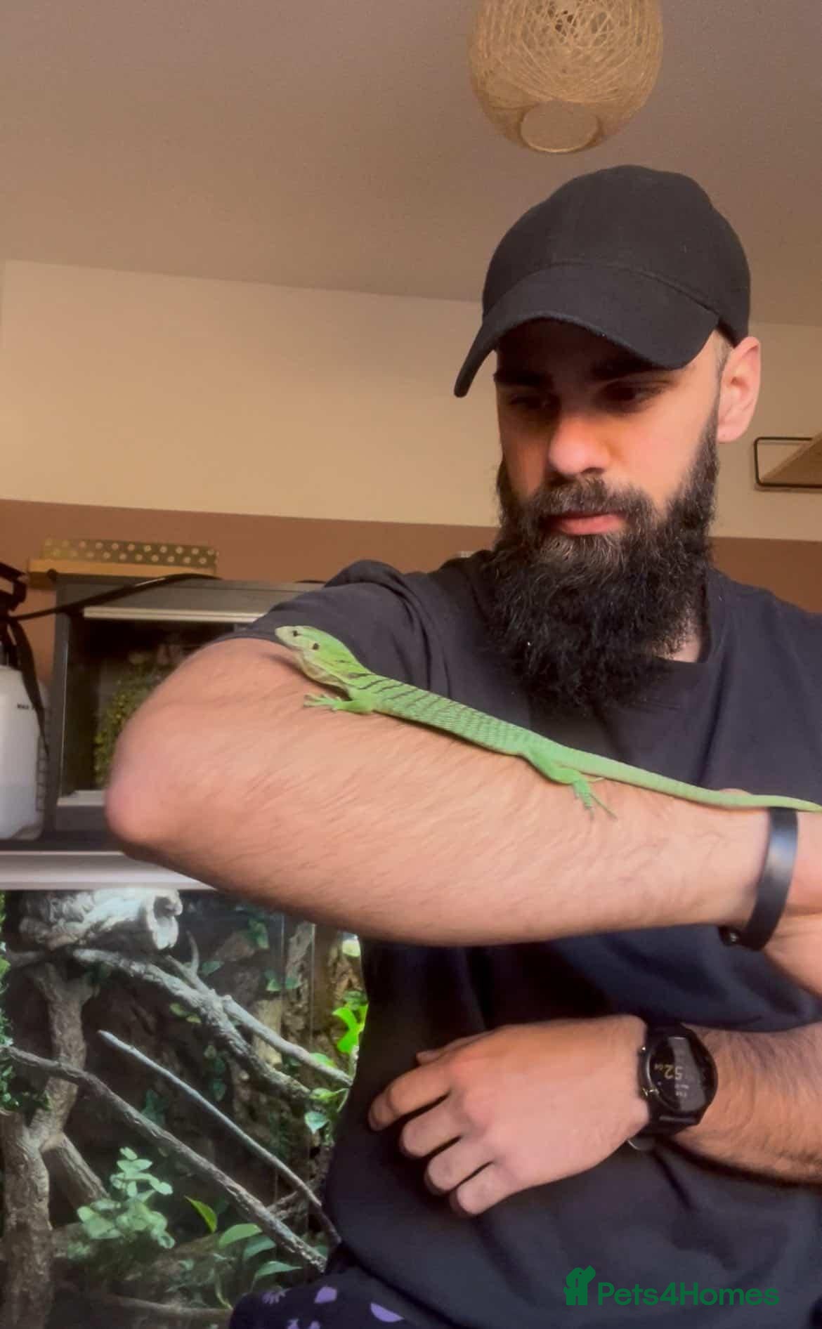 Monitor reptiles Green Tree Monitor with Set up - Advert 1