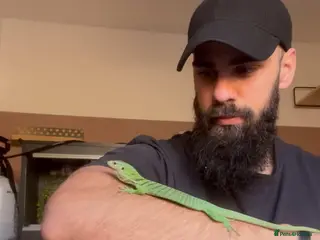 Monitor reptiles Green Tree Monitor with Set up - Advert 2