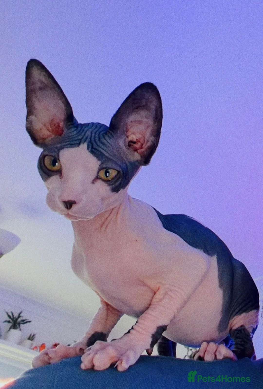 Sphynx cats for sale: Sphynx Kitten in Leeds - Advert 2