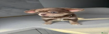 Chihuahua 2