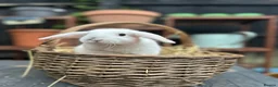 Mini Lop rabbits for sale: Mini lop baby rabbit - Advert 1