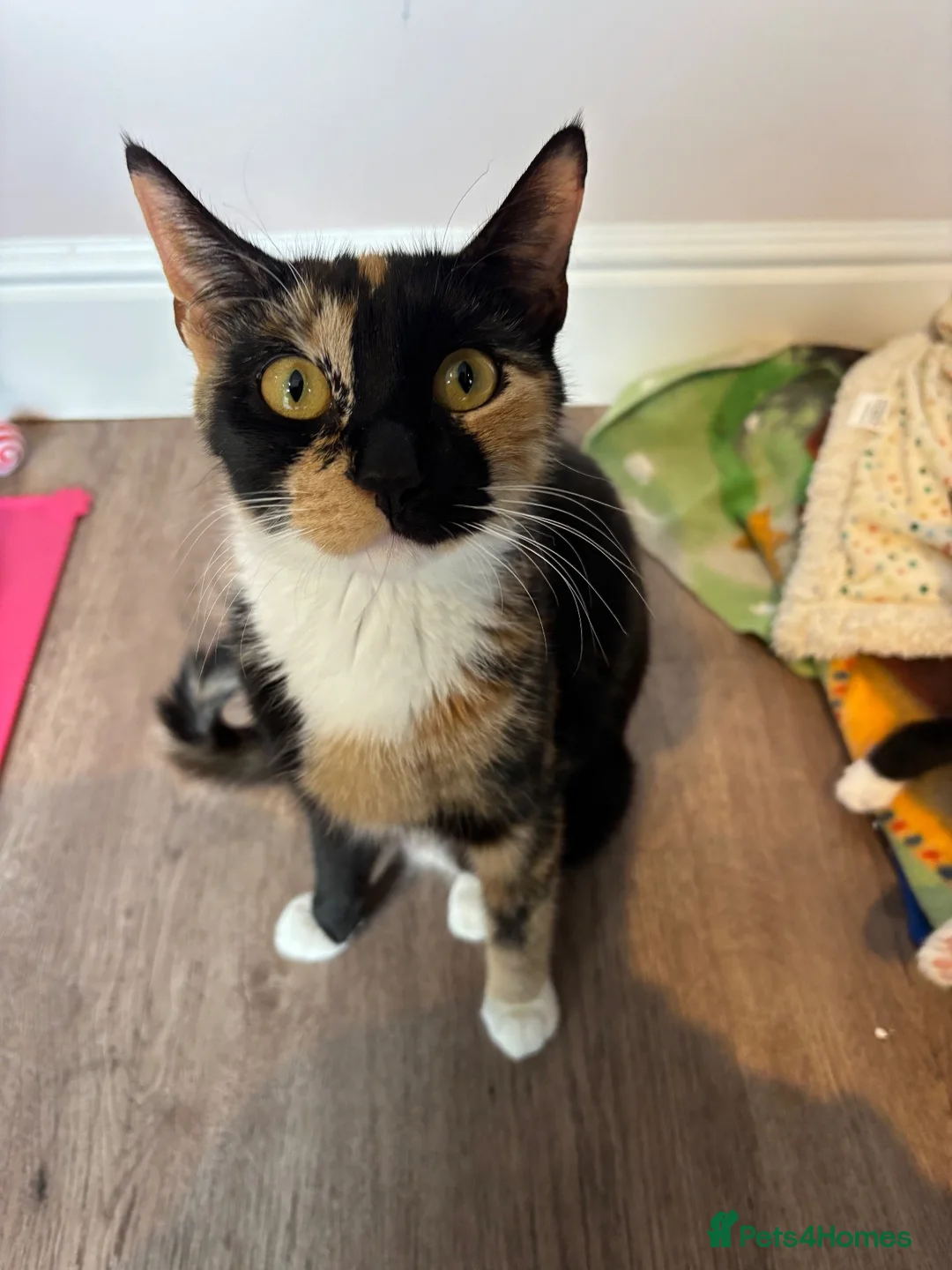 Mixed Breed cats for sale: Last male kitten looking for his new home  in Bracknell - Advert 2