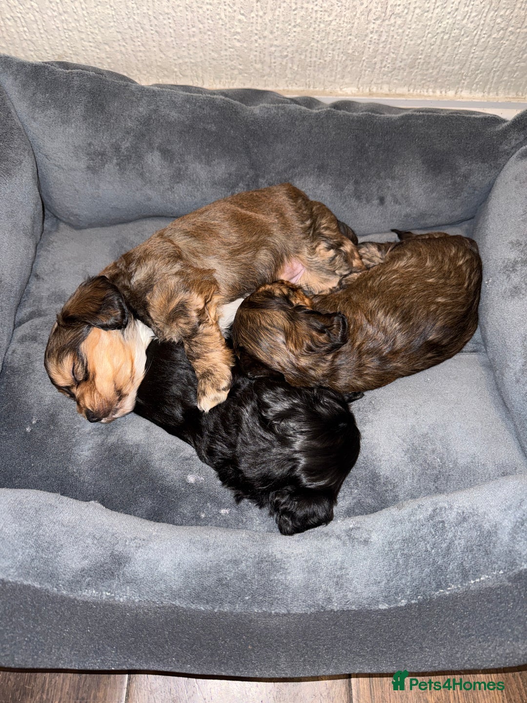 Mixed Breed dogs for sale: Corkiepoo puppies for sale 🐶 - Advert 4