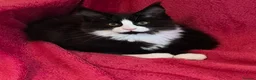 Maine Coon cats for sale: XL maine coon kittens GCCF  - Advert 3