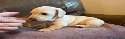 Miniature Dachshund dogs for sale: Adorable Miniature Dachshund Puppies - Advert 8