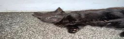 Mixed Breed cats for sale: Kittens  in Luton - Advert 8