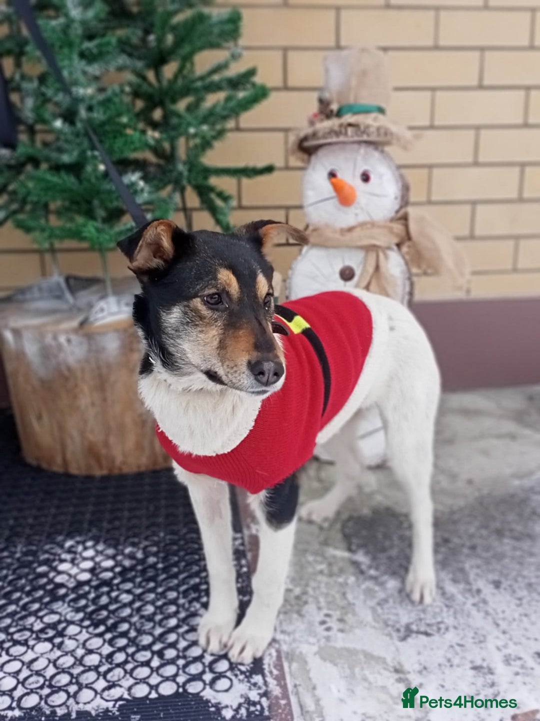 Border Collie dogs for adoption: TRISHA – Female Border Collie - Advert 3