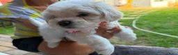 Mixed Breed dogs for sale: Bichon frise  in Bedford - Advert 16