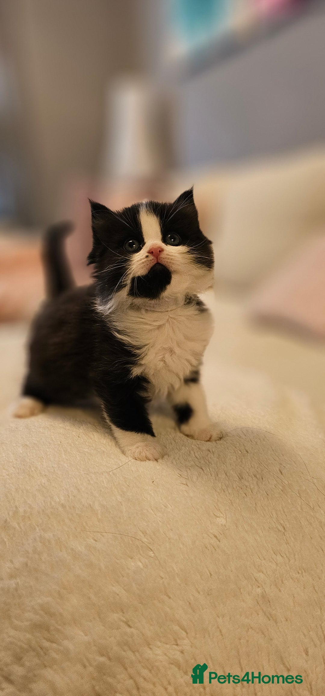 Mixed Breed cats for sale: 2 fluffy girls - Image 7