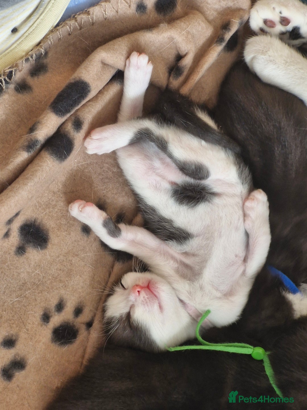 British Shorthair cats for sale: British Shorthair Mix Kittens  - Image 3