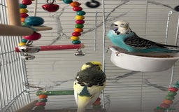 Budgerigars birds for sale: Budgies  - Image 1