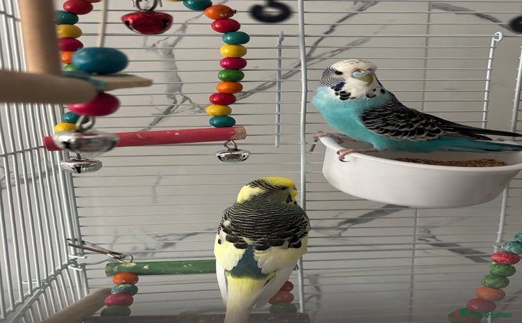 Budgerigars birds - Advert 1