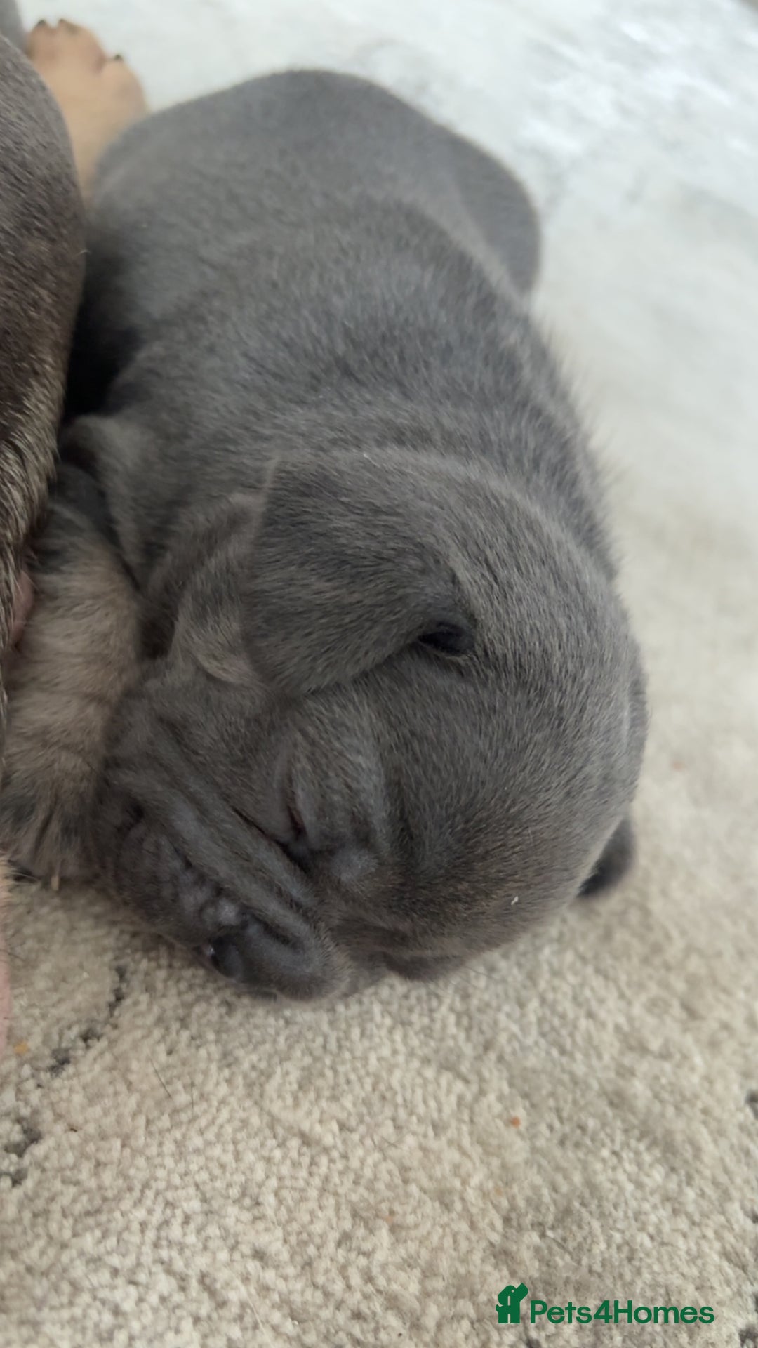 French Bulldog dogs for sale: ✨2 beautiful French bulldogs✨ - Advert 5