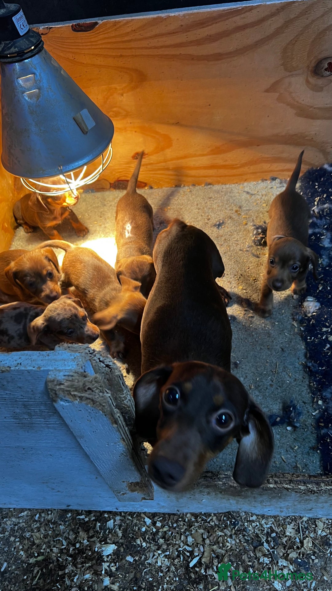 Miniature Dachshund dogs for sale: miniature dachshund - Advert 7