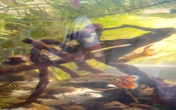 Live Bearers fish for sale: Guppy Fry £0.50  - Image 2
