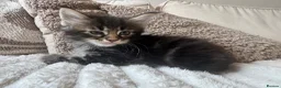 Ragcoon cats for sale: 8 gorgeous Mainecoon x ragdoll babies  - Advert 6