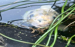 Koi Carp fish for sale: 3 Koi fish for sale - Image 13