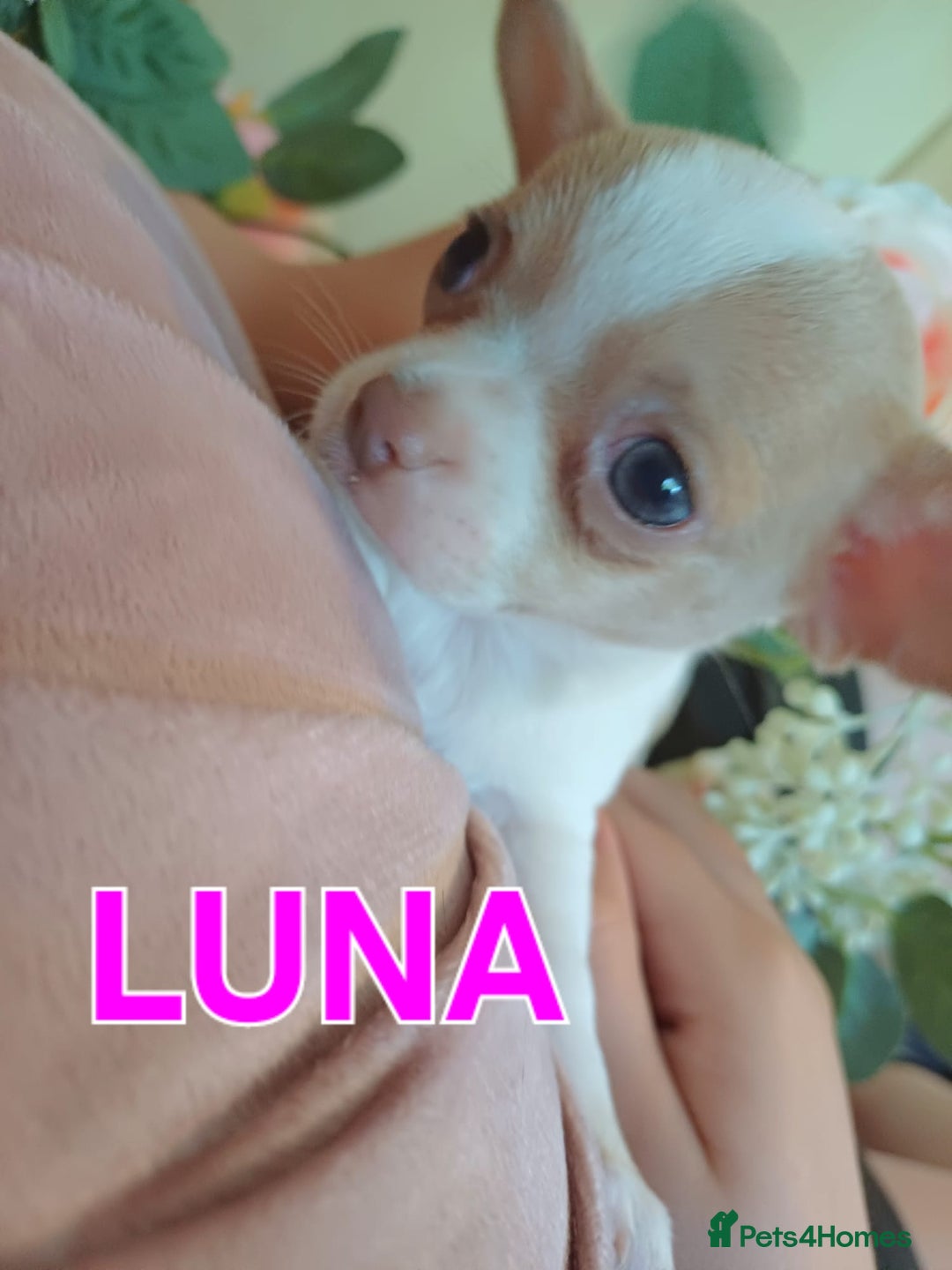Chihuahua dogs for sale: Chihuahua pups stunning - Image 20