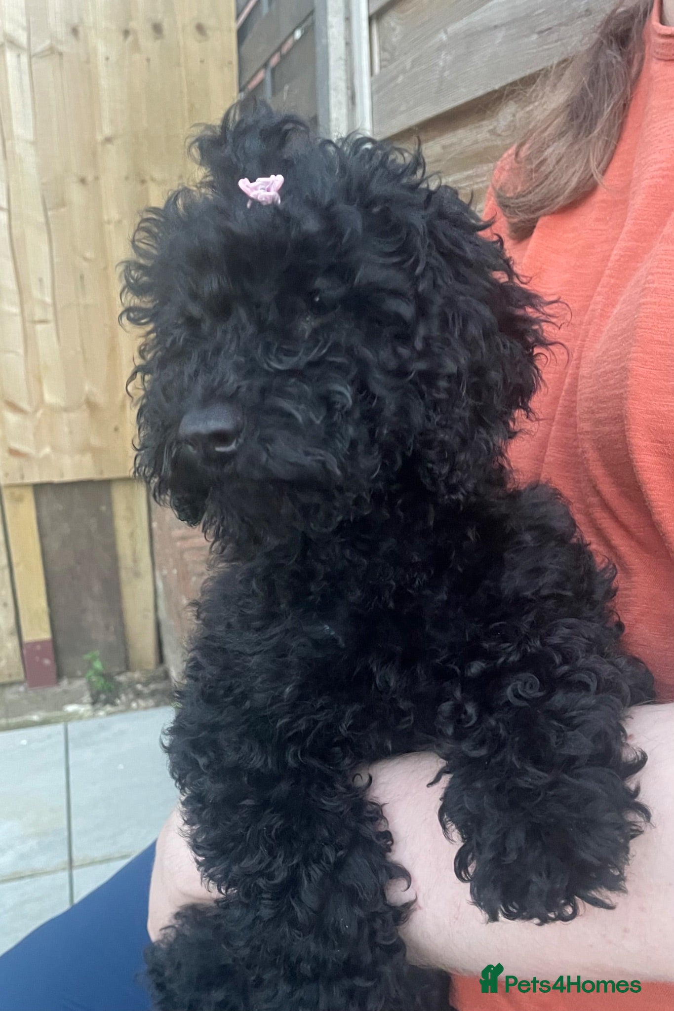 Toy Poodle dogs 5 Gorgeous and Lively Toy Poodle puppies  - Advert 5