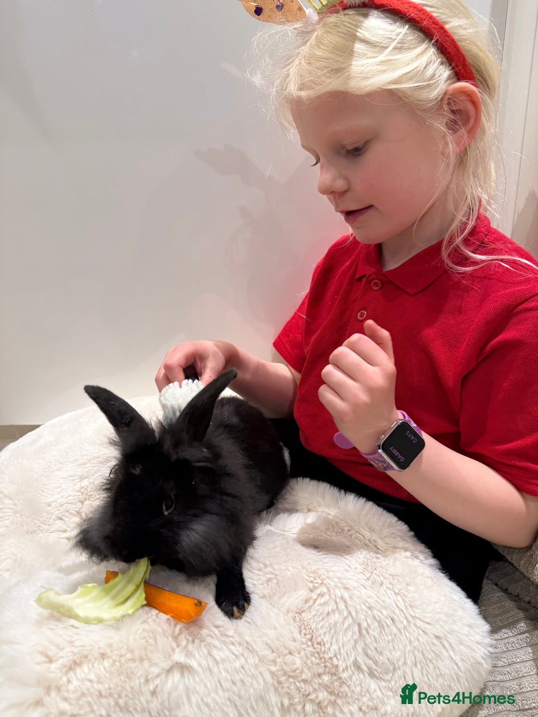 Mixed Breed rabbits for sale: Black girl rabbit- 12 weeks old  - Advert 5
