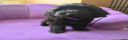 Cockapoo dogs for sale: Stunning F1B Cockapoos - DNA Clear- READY TO LEAVE - Advert 21