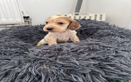 Cocker Spaniel dogs for sale: ⭐ STUNNING SHOW COCKER PUPPIES ⭐  - Image 6